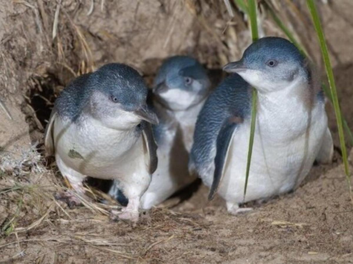 アベニュー モーター ロッジ ティマル エクステリア 写真